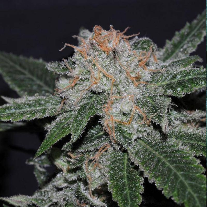 Nasiona marihuany Critical Herer - odmiana konopi