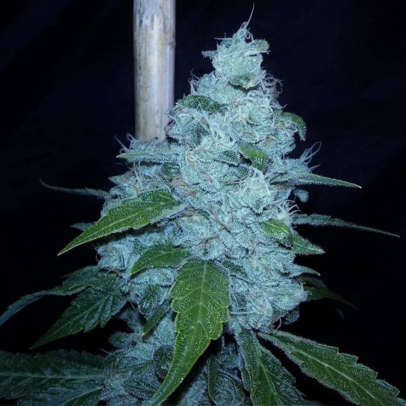 Nasiona marihuany automatyczne Creative Auto - odmiana konopi