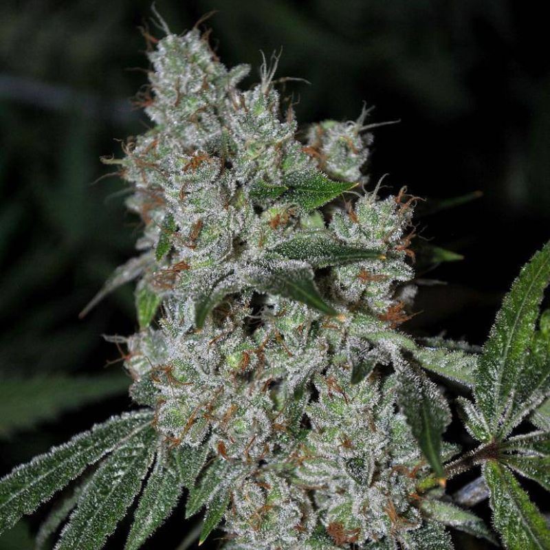 Nasiona marihuany Thai Fantasy - opis odmiany konopi