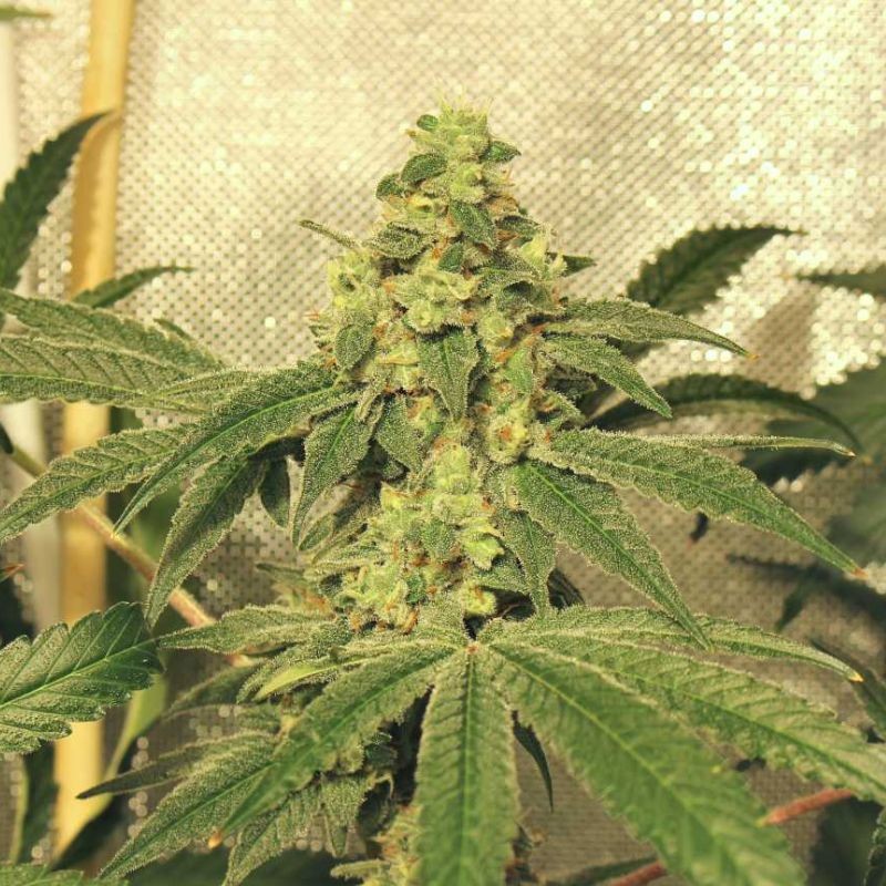 Nasiona marihuany automatyczne Swiss Dream Rose CBD Auto - opis odmiany konopi