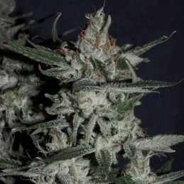 Nasiona medycznej marihuany Swiss Dream CBD - opis odmiany konopi