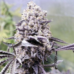 Nasiona marihuany Afrodite - odmiana konopi