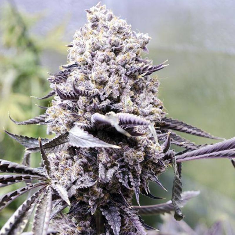 Nasiona marihuany Afrodite - odmiana konopi