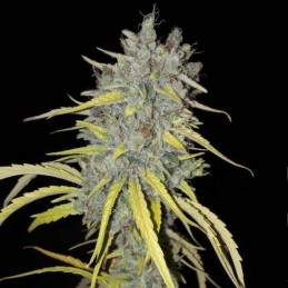 automatyczne nasiona medycznej marihuany Swiss Dream Auto CBD - opis odmiany konopi