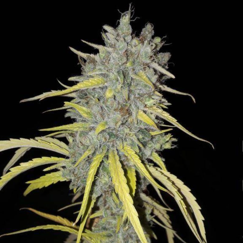 automatyczne nasiona medycznej marihuany Swiss Dream Auto CBD - opis odmiany konopi