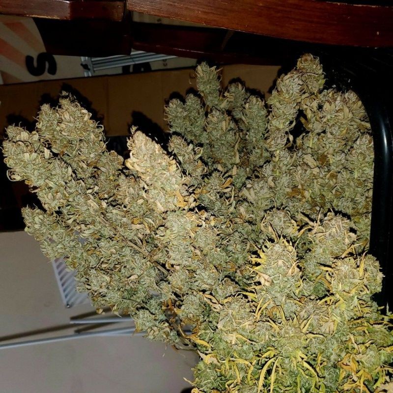 Nasiona marihuany Kiss - opis odmiany konopi