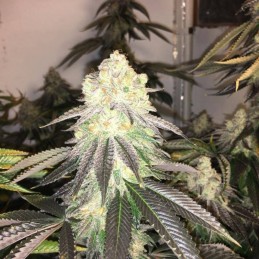 Nasiona marihuany Amnesi-K Lemon - odmiana konopi