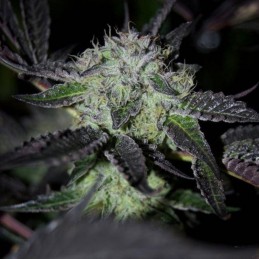 Nasiona marihuany automatyczne Speedy Boom Auto - opis odmiany konopi