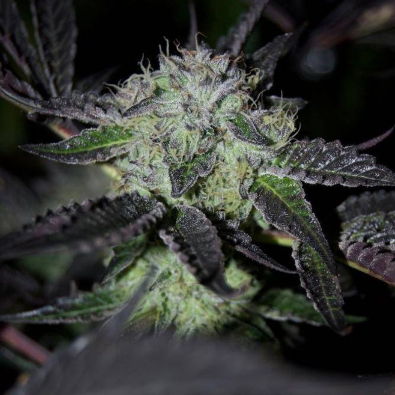 Nasiona marihuany automatyczne Speedy Boom Auto - opis odmiany konopi