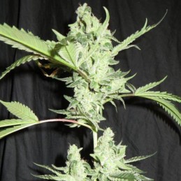 Nasiona marihuany Skunk+ - opis odmiany konopi