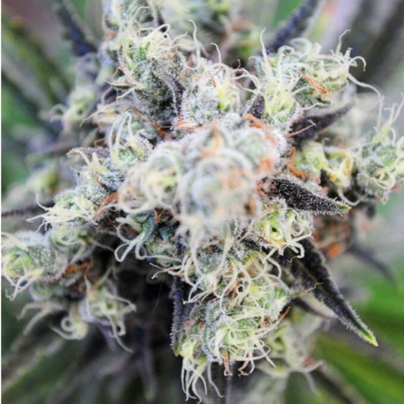 Nasiona marihuany automatyczne Baby Boom Auto - odmiana konopi