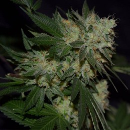 Nasiona marihuany Silver Widow - opis odmiany konopi