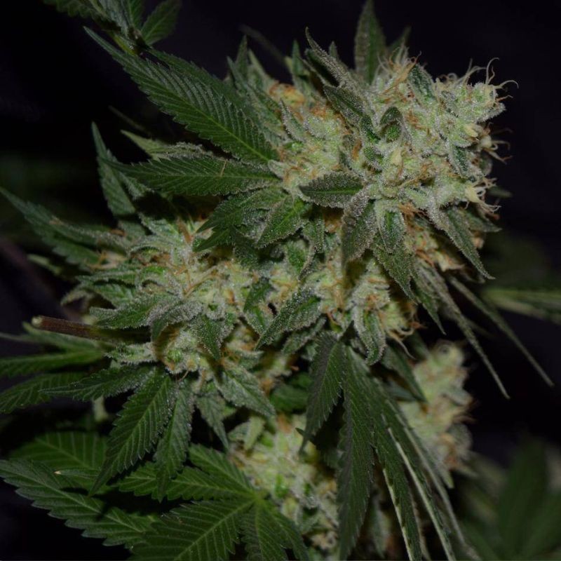 Nasiona marihuany Silver Widow - opis odmiany konopi