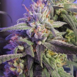 Nasiona marihuany Sativa Dream - opis odmiany konopi