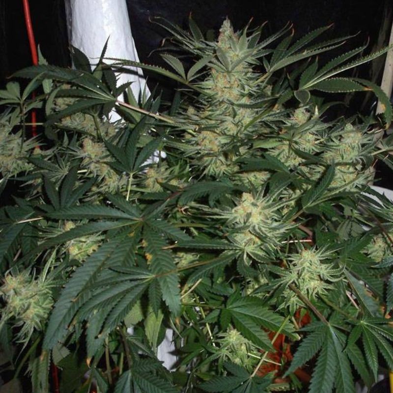 Nasiona marihuany Russian Doll - opis odmiany konopi