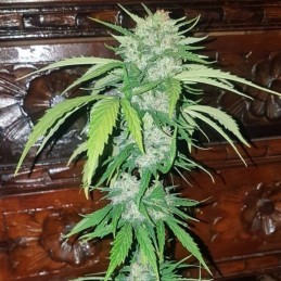 Nasiona marihuany automatyczne Mikromachine Auto - opis odmiany konopi