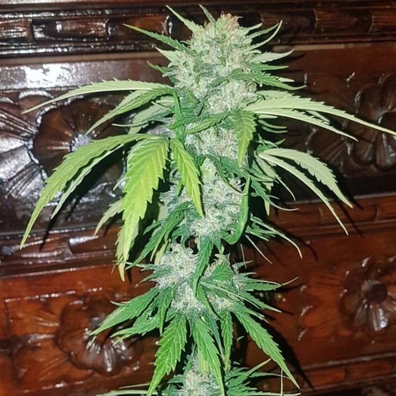 Nasiona marihuany automatyczne Mikromachine Auto - opis odmiany konopi