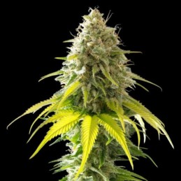 Nasiona marihuany Mataro Blue - opis odmiany konopi