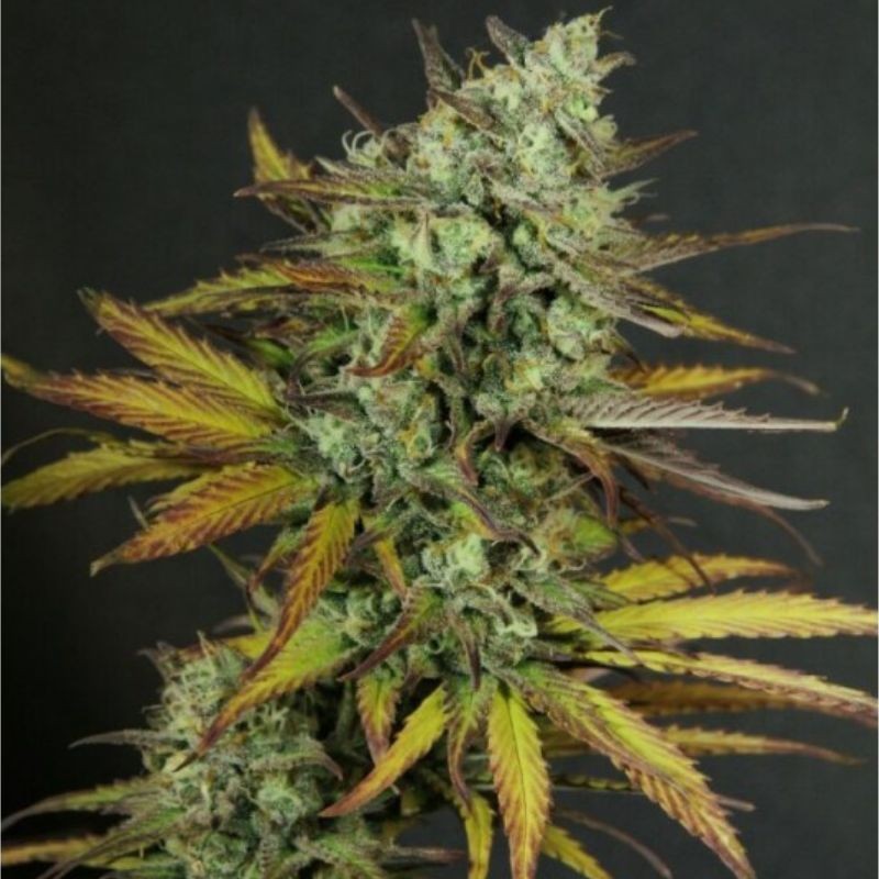 Nasiona marihuany automatyczne Kritic Auto - opis odmiany konopi