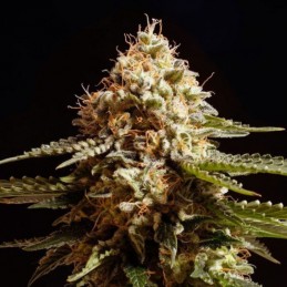 Nasiona marihuany La Blanca - opis odmiany konopi