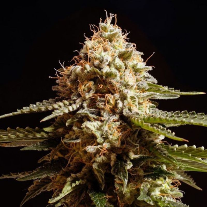Nasiona marihuany La Blanca - opis odmiany konopi