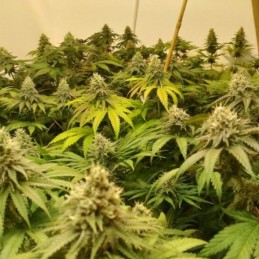 Nasiona marihuany automatyczne Lemon Haze Auto - opis odmiany konopi