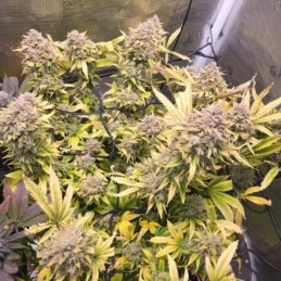 Nasiona marihuany Gelato-K - odmiana konopi