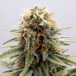 Nasiona marihuany GSC - odmiana konopi