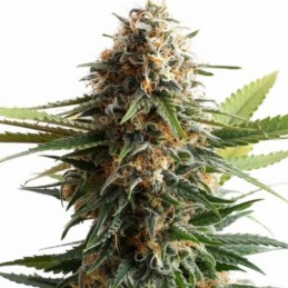 Nasiona marihuany Big Band - odmiana konopi