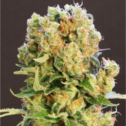 Nasiona marihuany Diesel Glue - odmiana konopi