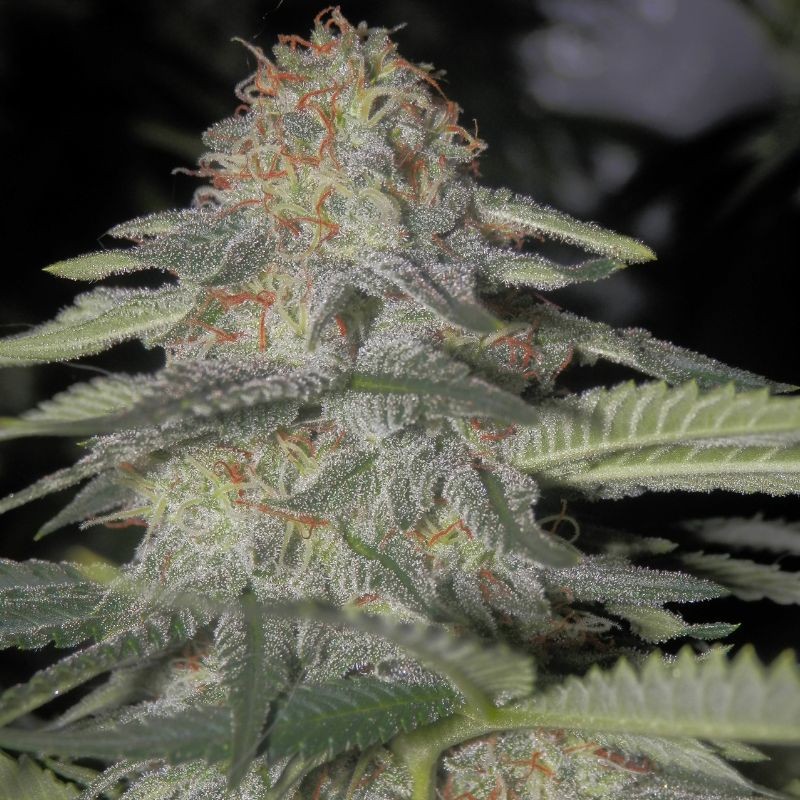 Nasiona marihuany Kritikal-K - opis odmiany konopi