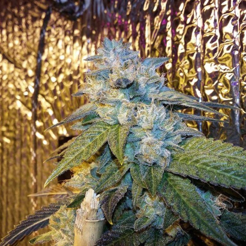 Nasiona marihuany Big Bull - odmiana konopi