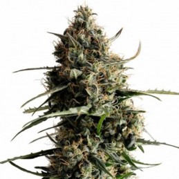 Nasiona marihuany automatyczne Kickass Auto - opis odmiany konopi