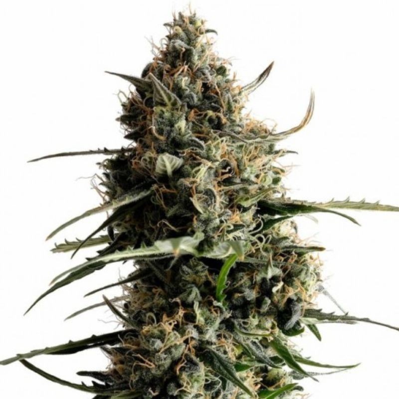 Nasiona marihuany automatyczne Kickass Auto - opis odmiany konopi