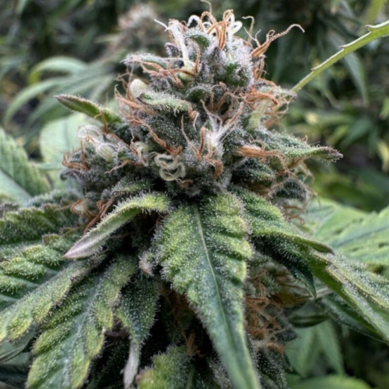 Nasiona marihuany Colombian Jack - odmiana konopi