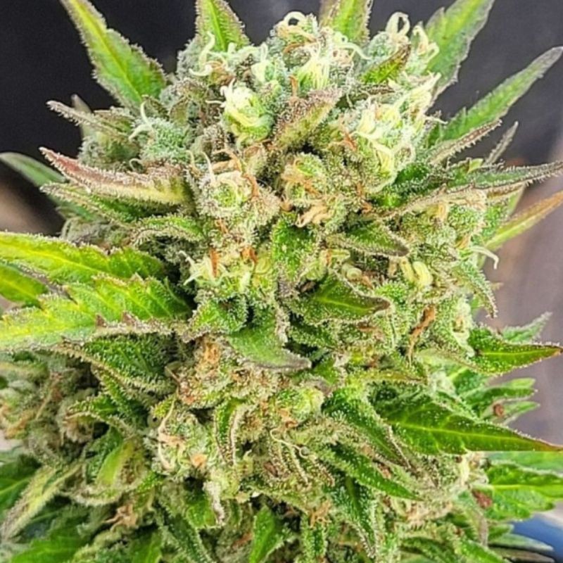 Nasiona marihuany Karibbean Mango - opis odmiany konopi