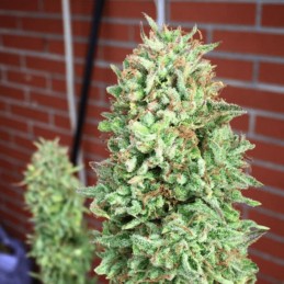 Nasiona marihuany Cookies Haze - odmiana konopi