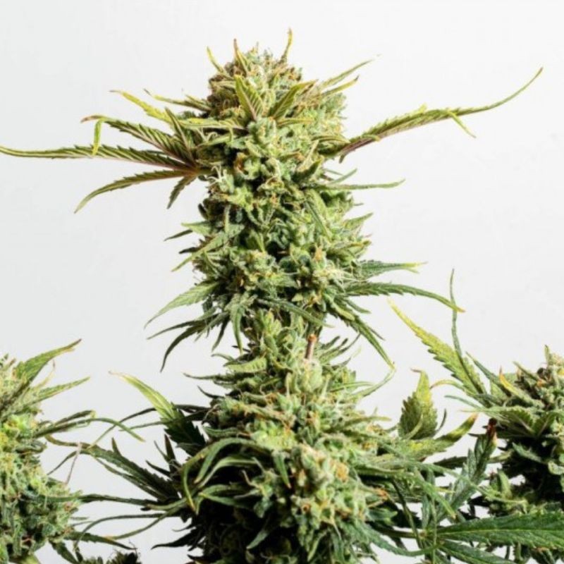 Nasiona marihuany automatyczne Gnomo Auto - odmiana konopi