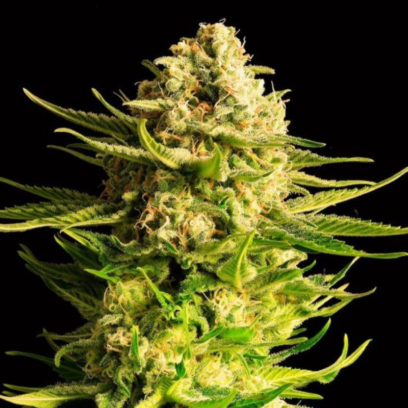 Nasiona marihuany Indica Cream - opis odmiany konopi