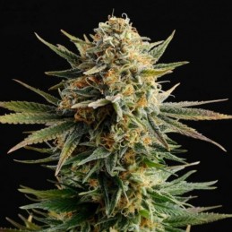 Nasiona marihuany Gypsy Kush - odmiana konopi