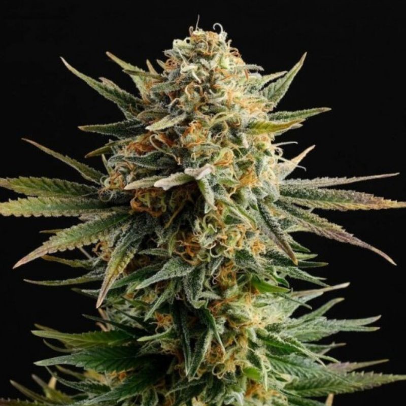 Nasiona marihuany Gypsy Kush - odmiana konopi