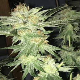 Nasiona marihuany White Widow 47 - opis odmiany konopi