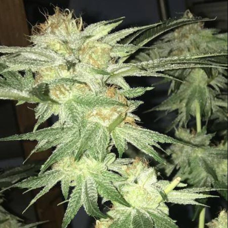 Nasiona marihuany White Widow 47 - opis odmiany konopi