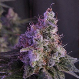 Nasiona marihuany fast flowering White Critical Express - opis odmiany konopi