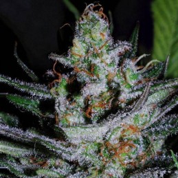 Nasiona marihuany Vodka Lemon - opis odmiany konopi