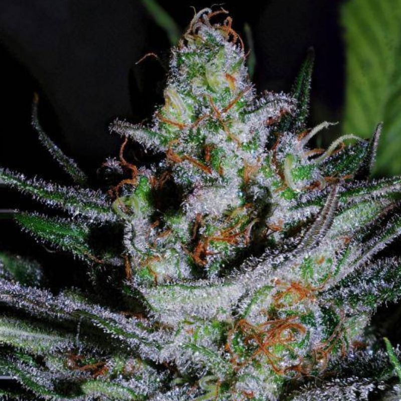 Nasiona marihuany Vodka Lemon - opis odmiany konopi