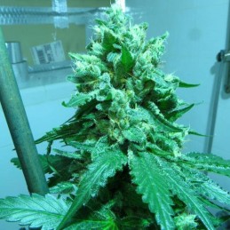 Nasiona marihuany Soyuz OG Express - opis odmiany konopi