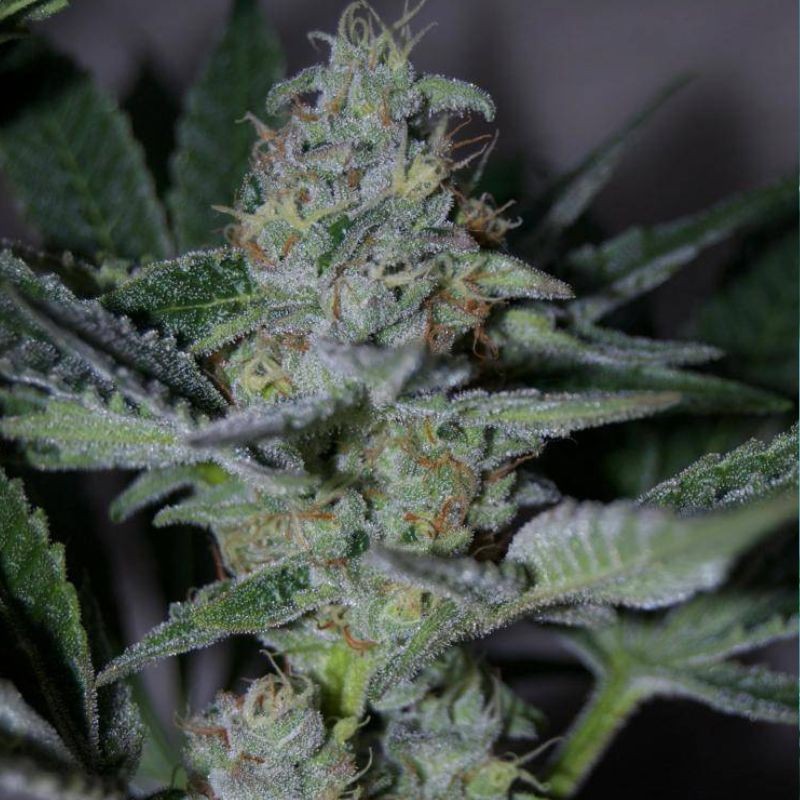 Nasiona marihuany automatyczne Siberian Haze Auto - opis odmiany konopi