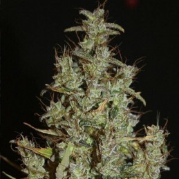 Nasiona marihuany Siberian Haze - opis odmiany konopi