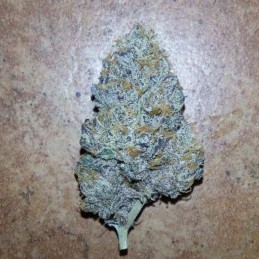 Nasiona marihuany Purple Russian Express - opis odmiany konopi